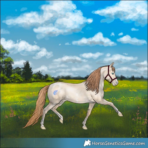 Horse Color:Smoky Grullo Pearl Sabino