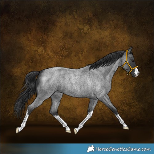 Horse Color:White Spotted Blue Roan