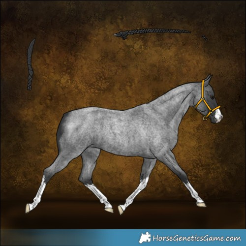 Horse Color:White Spotted Blue Roan 