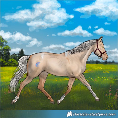 Horse Color:Silver Bay Pearl Dun Tobiano Appaloosa Rabicano