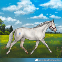 Horse Color:Silver Bay Pearl Dun Tobiano Appaloosa Rabicano