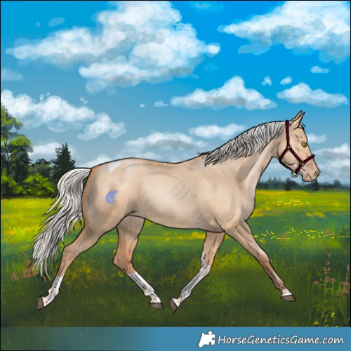 Horse Color:Silver Bay Pearl Dun Tobiano Rabicano