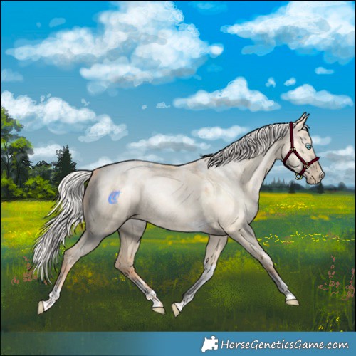 Horse Color:Powder White Silver Amber Champagne Pearl Dun Tobiano Rabicano