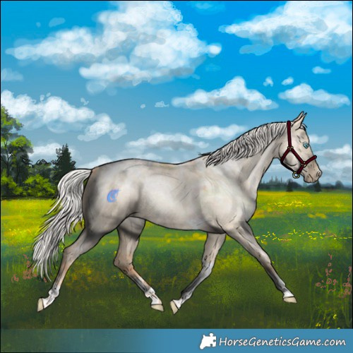 Horse Color:Powder White Silver Amber Champagne Pearl Dun Tobiano Rabicano 