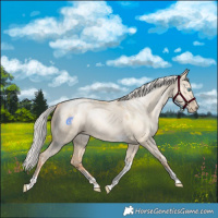 Horse Color:Powder White Silver Amber Champagne Pearl Dun Tobiano Rabicano 