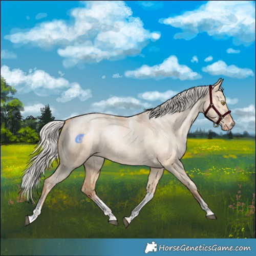 Horse Color:Powder White Silver Bay Pearl Dun Tobiano Appaloosa Rabicano 