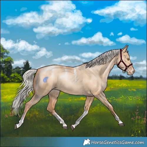 Horse Color:Powder White Silver Bay Pearl Dun Tobiano Appaloosa Rabicano