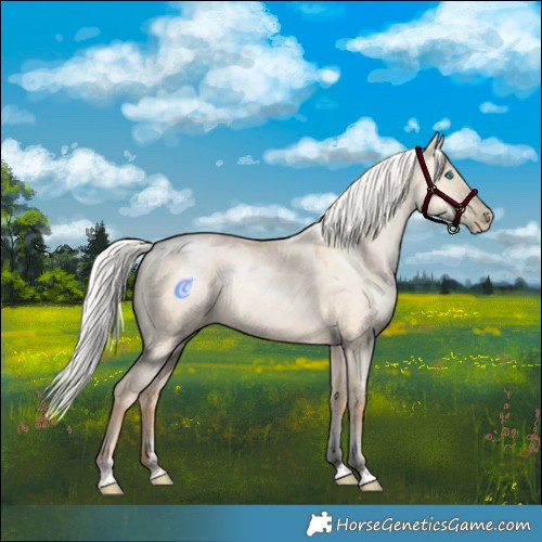 Horse Color:Powder White Silver Amber Champagne Pearl Dun Tobiano Rabicano 