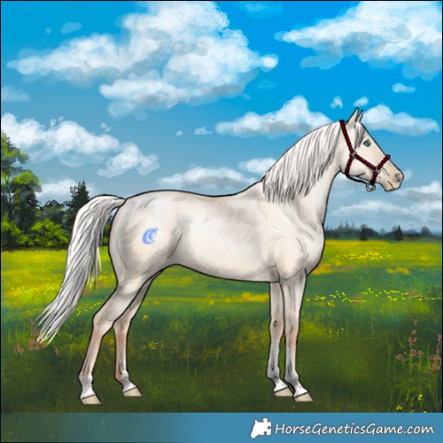 Horse Color:Powder White Silver Amber Champagne Pearl Dun Tobiano Rabicano