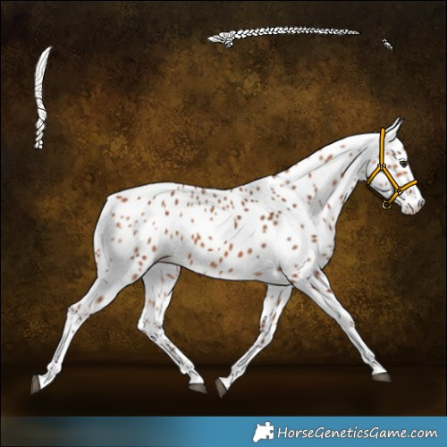 Horse Color:Silver Bay Sabino Tobiano Leopard 
