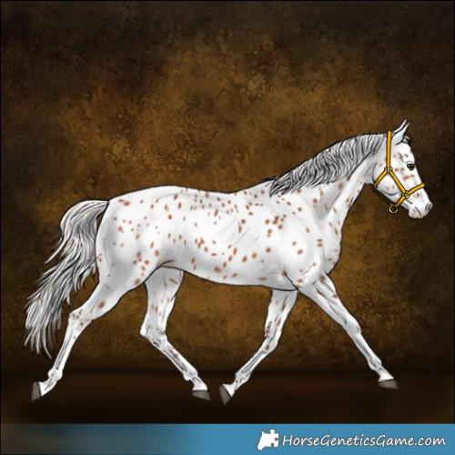 Horse Color:Silver Bay Sabino Tobiano Appaloosa