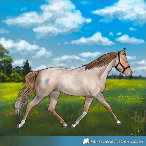 Horse Color:Bay Roan Pearl Tobiano
