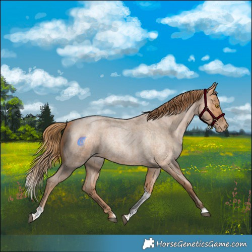 Horse Color:Bay Roan Pearl Tobiano 