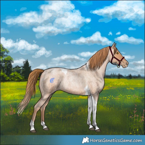 Horse Color:Bay Roan Pearl Tobiano 