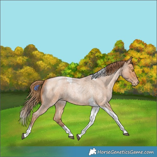Horse Color:Bay Roan Pearl Tobiano