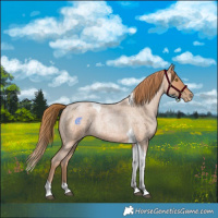 Horse Color:Bay Roan Pearl Tobiano