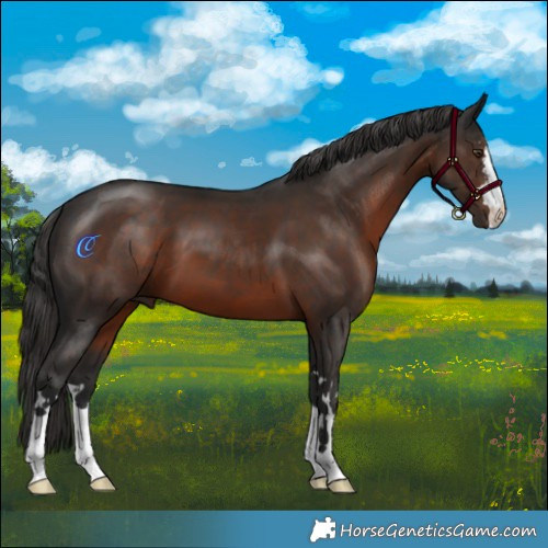 Horse Color:Liver Chestnut 