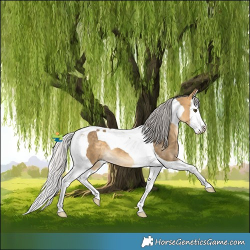 Horse Color:Silver Buckskin Dun Splash Tobiano 