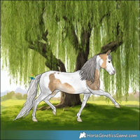 Horse Color:Silver Buckskin Dun Splash Tobiano 