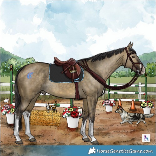 Horse Color:White Spotted Buckskin Dun 