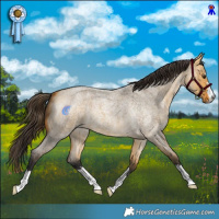 Horse Color:Buckskin Roan Dun 