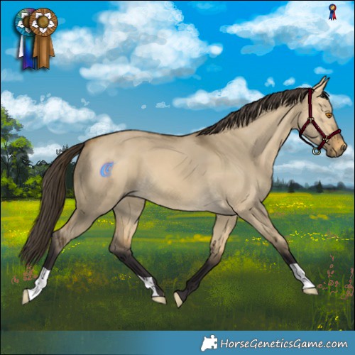 Horse Color:Buckskin Dun 
