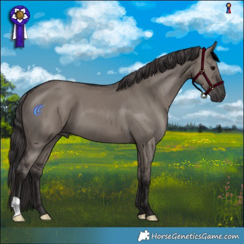 Horse Color:Smoky Grullo 
