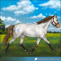 Horse Color:Buckskin Roan Dun Appaloosa 