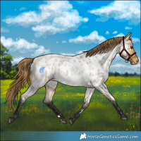 Horse Color:Buckskin Roan Dun Appaloosa 