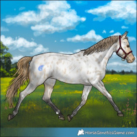 Horse Color:Buckskin Roan Dun Blanket
