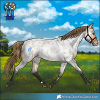 Horse Color:Buckskin Roan Dun Blanket 