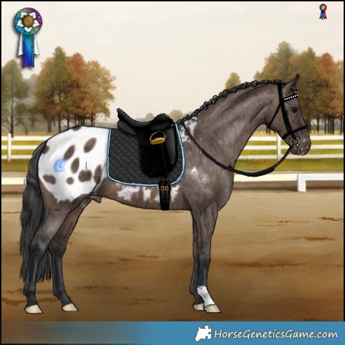 Horse Color:Brown Dun Appaloosa Brindle 