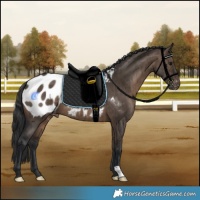 Horse Color:Brown Dun Appaloosa Brindle 