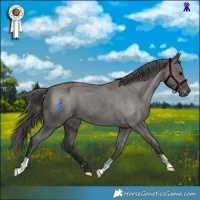 Horse Color:Grullo Appaloosa Brindle