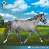 Horse Color:Grullo Appaloosa Brindle 