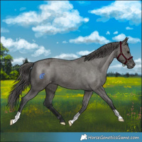 Horse Color:Grullo Appaloosa Brindle