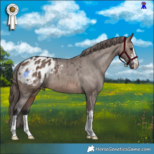 Horse Color:Brown Dun Appaloosa Brindle 
