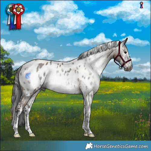 Horse Color:Gray Brown Dun Sabino Appaloosa  and Grullo Tobiano Appaloosa Rabicano 