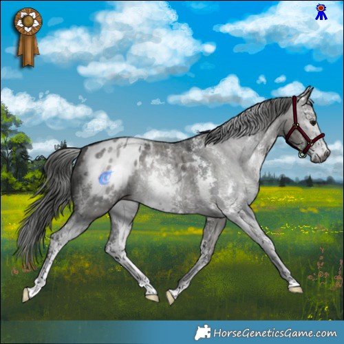 Horse Color:Gray Grullo Sabino Appaloosa Brindle