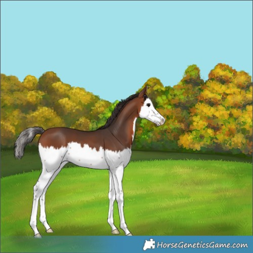 Horse Color:Bay Splash 