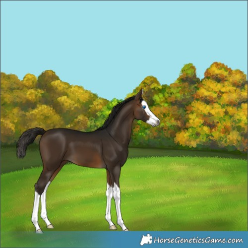 Horse Color:Gray Buckskin Splash 