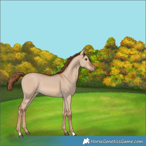 Horse Color:Red Dun Rabicano 
