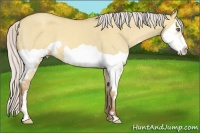 Horse Color:Silver Classic Champagne Dun Splash Frame 
