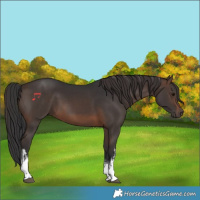 Horse Color:White Spotted Brown