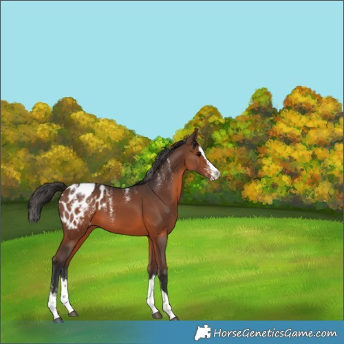 Horse Color:Powder White Brown Splash Appaloosa 