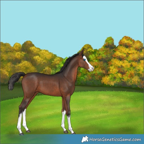 Horse Color:White Spotted Bay Splash 