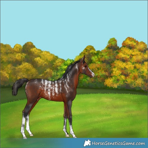 Horse Color:Powder White Bay