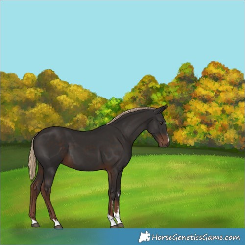 Horse Color:Liver Chestnut 