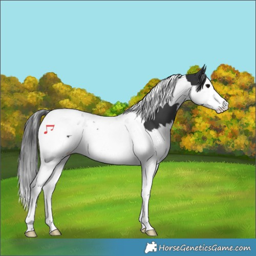Horse Color:Black Splash Tobiano 