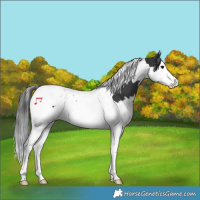 Horse Color:Black Splash Tobiano